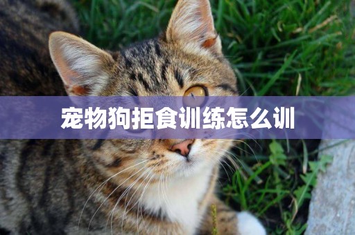 寵物狗拒食訓練怎么訓