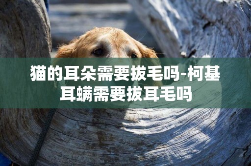 貓的耳朵需要拔毛嗎-柯基耳螨需要拔耳毛嗎