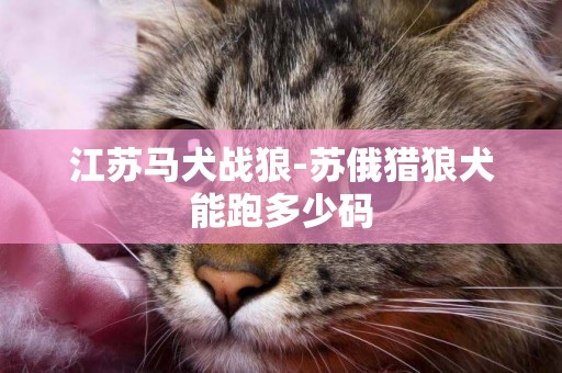 江蘇馬犬戰狼-蘇俄獵狼犬能跑多少碼