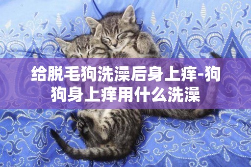 給脫毛狗洗澡后身上癢-狗狗身上癢用什么洗澡