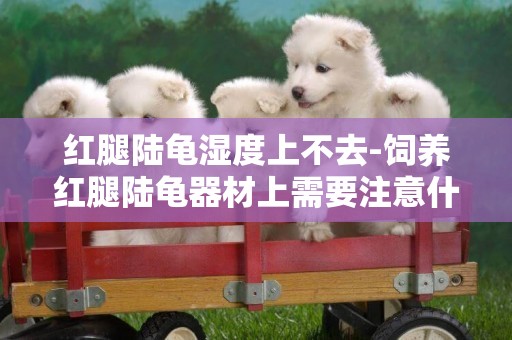 紅腿陸龜濕度上不去-飼養紅腿陸龜器材上需要注意什么