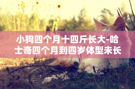 小狗四個月十四斤長大-哈士奇四個月到四歲體型未長過
