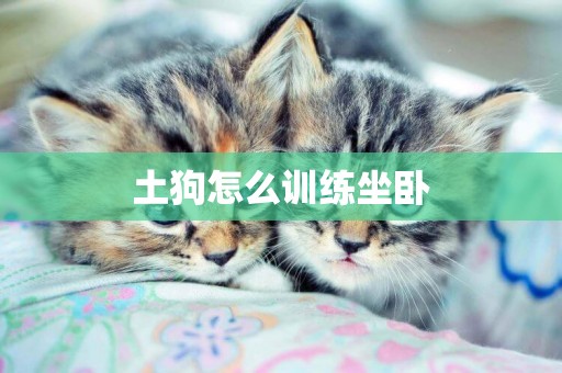 土狗怎么訓練坐臥