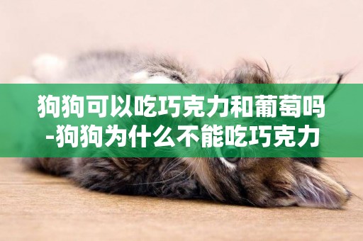 狗狗可以吃巧克力和葡萄嗎-狗狗為什么不能吃巧克力和葡萄