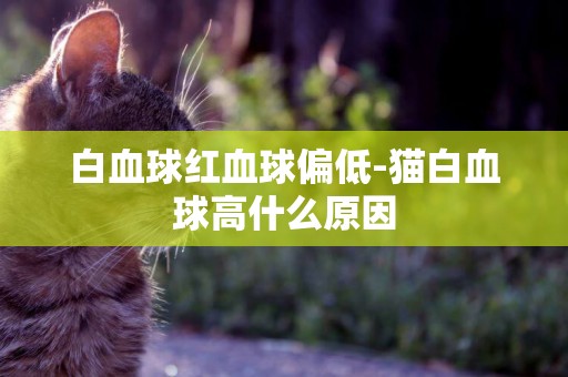 白血球紅血球偏低-貓白血球高什么原因