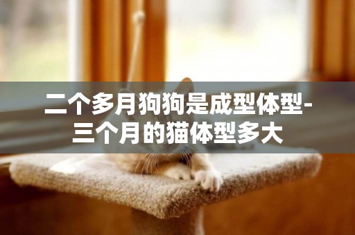 二個多月狗狗是成型體型-三個月的貓體型多大