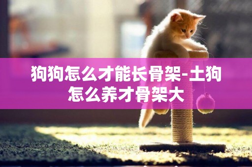 狗狗怎么才能長骨架-土狗怎么養才骨架大