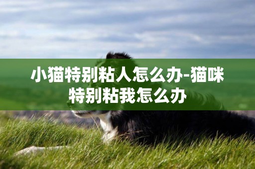 小貓特別粘人怎么辦-貓咪特別粘我怎么辦