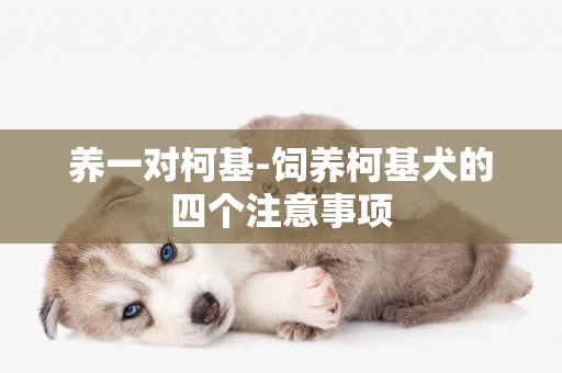 養一對柯基-飼養柯基犬的四個注意事項
