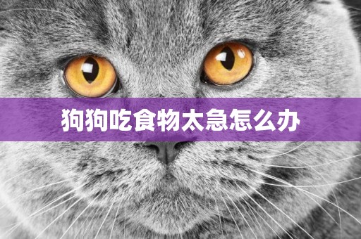 狗狗吃食物太急怎么辦