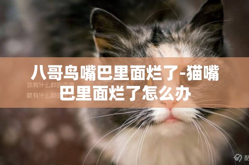 八哥鳥嘴巴里面爛了-貓嘴巴里面爛了怎么辦