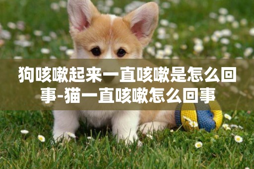 狗咳嗽起來一直咳嗽是怎么回事-貓一直咳嗽怎么回事