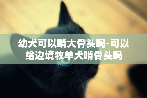 幼犬可以啃大骨頭嗎-可以給邊境牧羊犬啃骨頭嗎