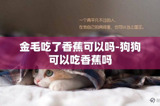 金毛吃了香蕉可以嗎-狗狗可以吃香蕉嗎