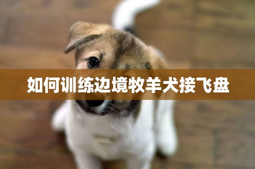 如何訓練邊境牧羊犬接飛盤