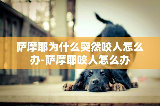 薩摩耶為什么突然咬人怎么辦-薩摩耶咬人怎么辦