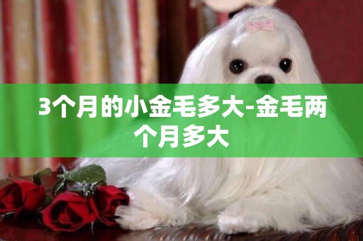 3個月的小金毛多大-金毛兩個月多大