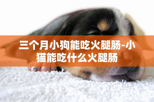 三個月小狗能吃火腿腸-小貓能吃什么火腿腸