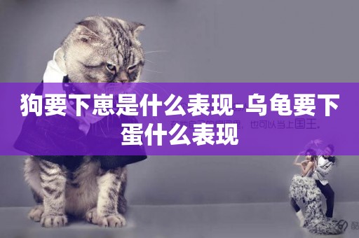 狗要下崽是什么表現-烏龜要下蛋什么表現