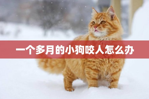 一個多月的小狗咬人怎么辦