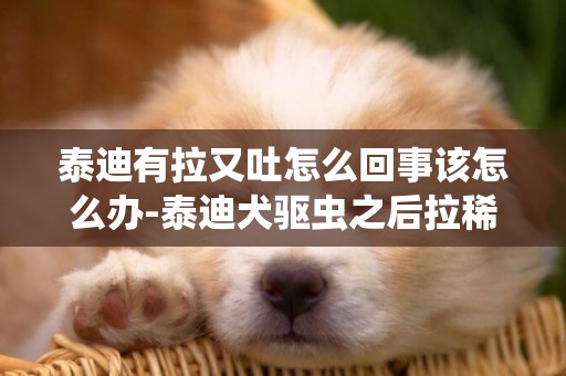 泰迪有拉又吐怎么回事該怎么辦-泰迪犬驅蟲之后拉稀嚴重怎么回事