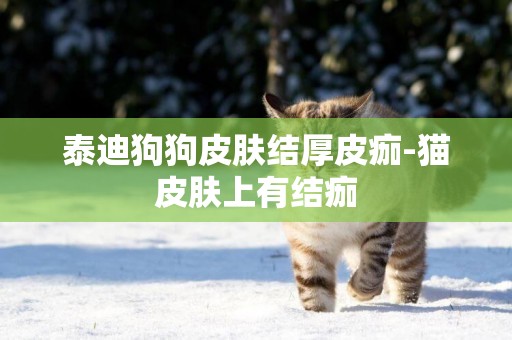 泰迪狗狗皮膚結厚皮痂-貓皮膚上有結痂
