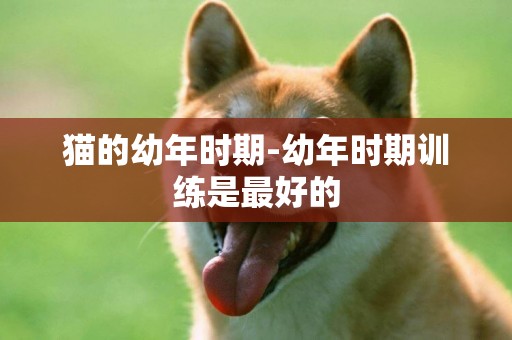 貓的幼年時期-幼年時期訓練是最好的