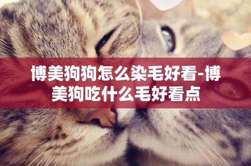 博美狗狗怎么染毛好看-博美狗吃什么毛好看點