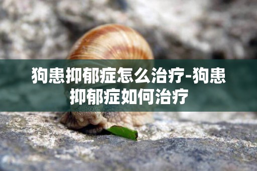 狗患抑郁癥怎么治療-狗患抑郁癥如何治療