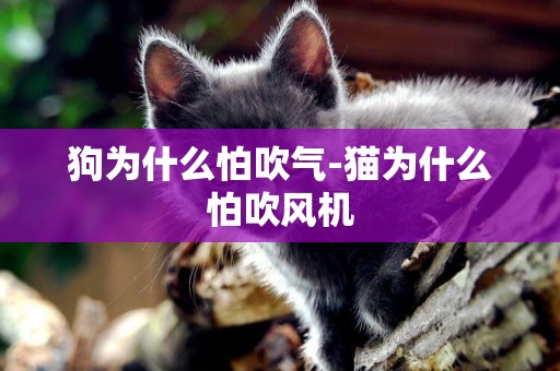 狗為什么怕吹氣-貓為什么怕吹風機
