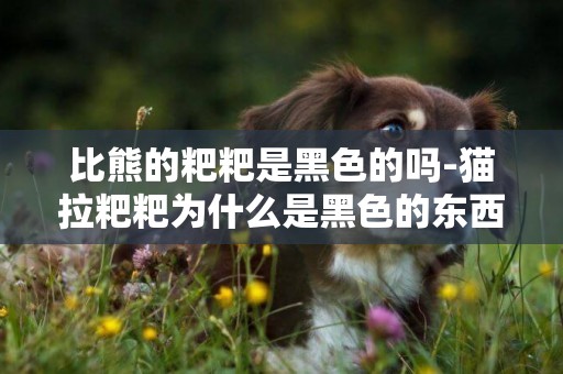 比熊的粑粑是黑色的嗎-貓拉粑粑為什么是黑色的東西