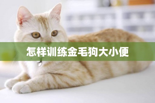 怎樣訓練金毛狗大小便
