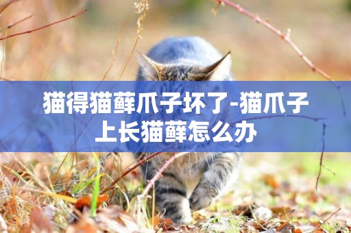 貓得貓蘚爪子壞了-貓爪子上長貓蘚怎么辦