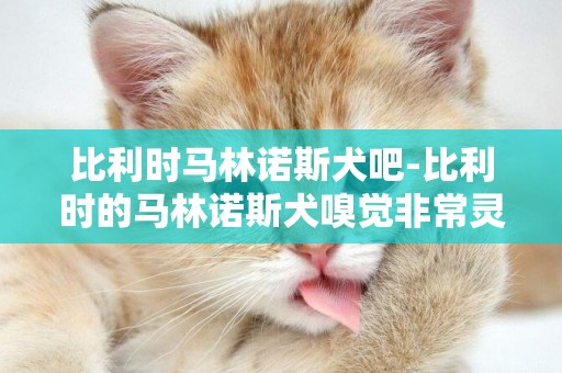 比利時馬林諾斯犬吧-比利時的馬林諾斯犬嗅覺非常靈