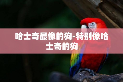 哈士奇最像的狗-特別像哈士奇的狗