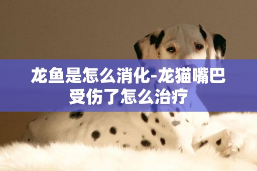 龍魚是怎么消化-龍貓嘴巴受傷了怎么治療
