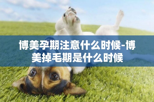博美孕期注意什么時候-博美掉毛期是什么時候