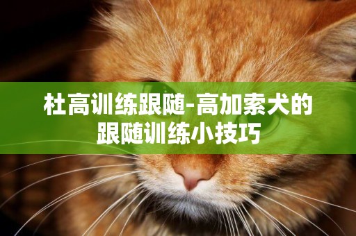 杜高訓練跟隨-高加索犬的跟隨訓練小技巧