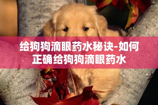 給狗狗滴眼藥水秘訣-如何正確給狗狗滴眼藥水