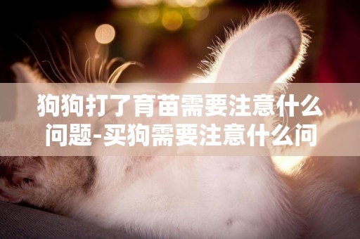 狗狗打了育苗需要注意什么問題-買狗需要注意什么問題