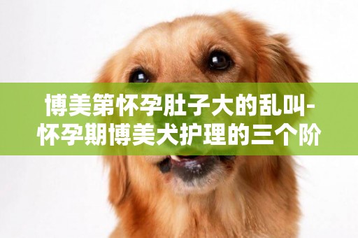 博美第懷孕肚子大的亂叫-懷孕期博美犬護理的三個階段