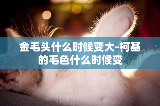 金毛頭什么時候變大-柯基的毛色什么時候變