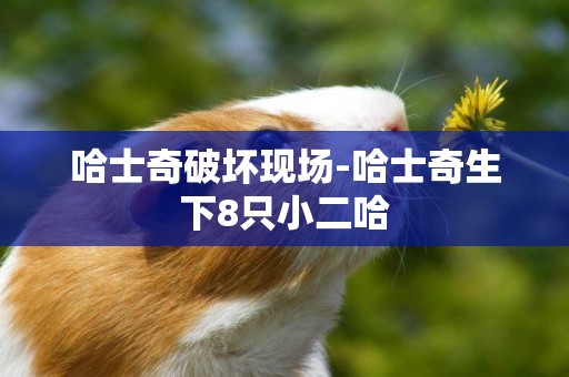 哈士奇破壞現場-哈士奇生下8只小二哈