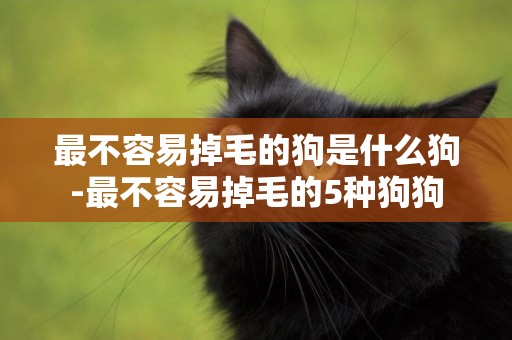 最不容易掉毛的狗是什么狗-最不容易掉毛的5種狗狗