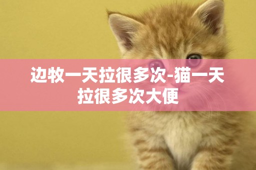 邊牧一天拉很多次-貓一天拉很多次大便