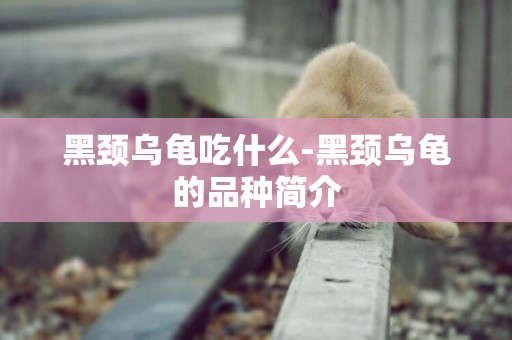 黑頸烏龜吃什么-黑頸烏龜的品種簡介
