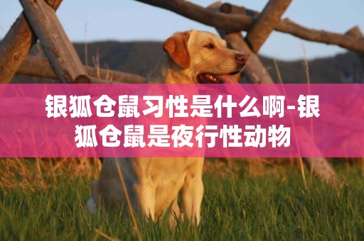銀狐倉鼠習性是什么啊-銀狐倉鼠是夜行性動物