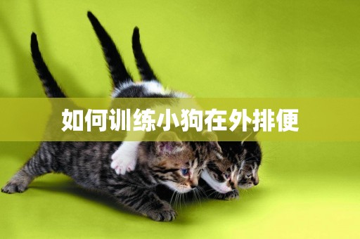 如何訓練小狗在外排便