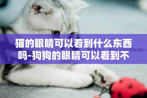 貓的眼睛可以看到什么東西嗎-狗狗的眼睛可以看到不干凈的東西