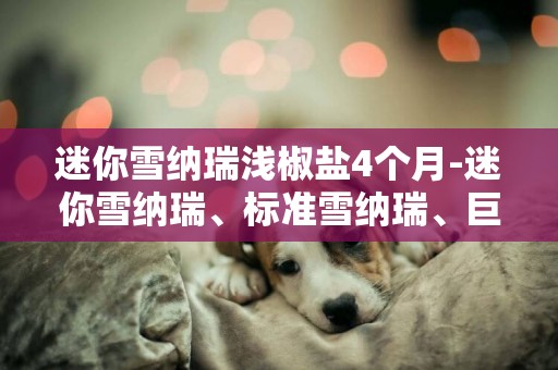 迷你雪納瑞淺椒鹽4個月-迷你雪納瑞、標準雪納瑞、巨型雪納瑞的區別是什么